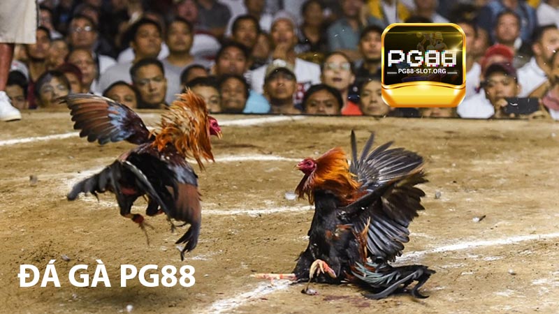 Đá gà PG88
