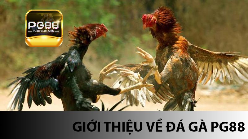 Giới thiệu về đá gà PG88