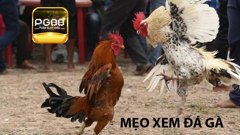 Mẹo xem đá gà